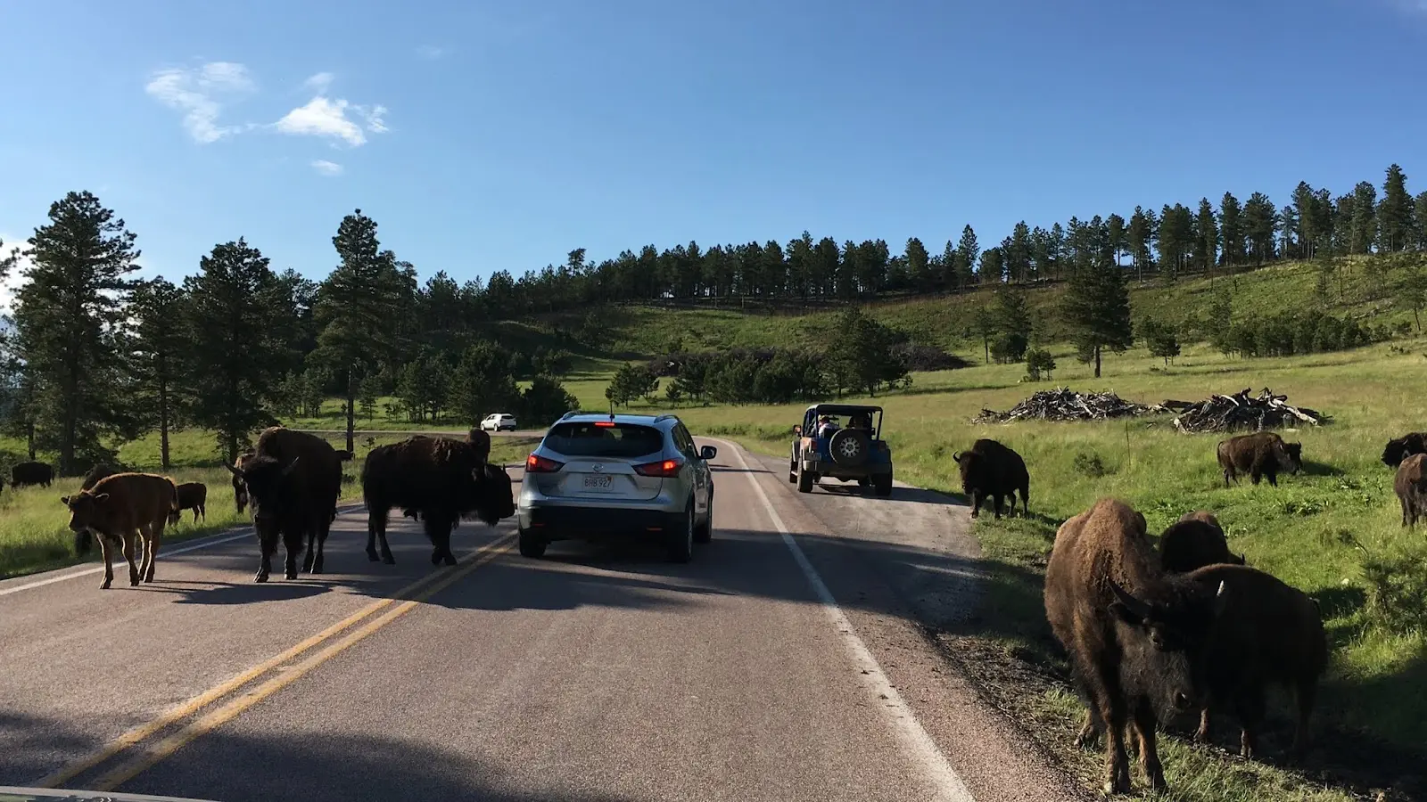 Two gray burros standing near the edge of a paved road in Custer State Park with a line of cars pulled off in the background, bright daylight, natural travel photo