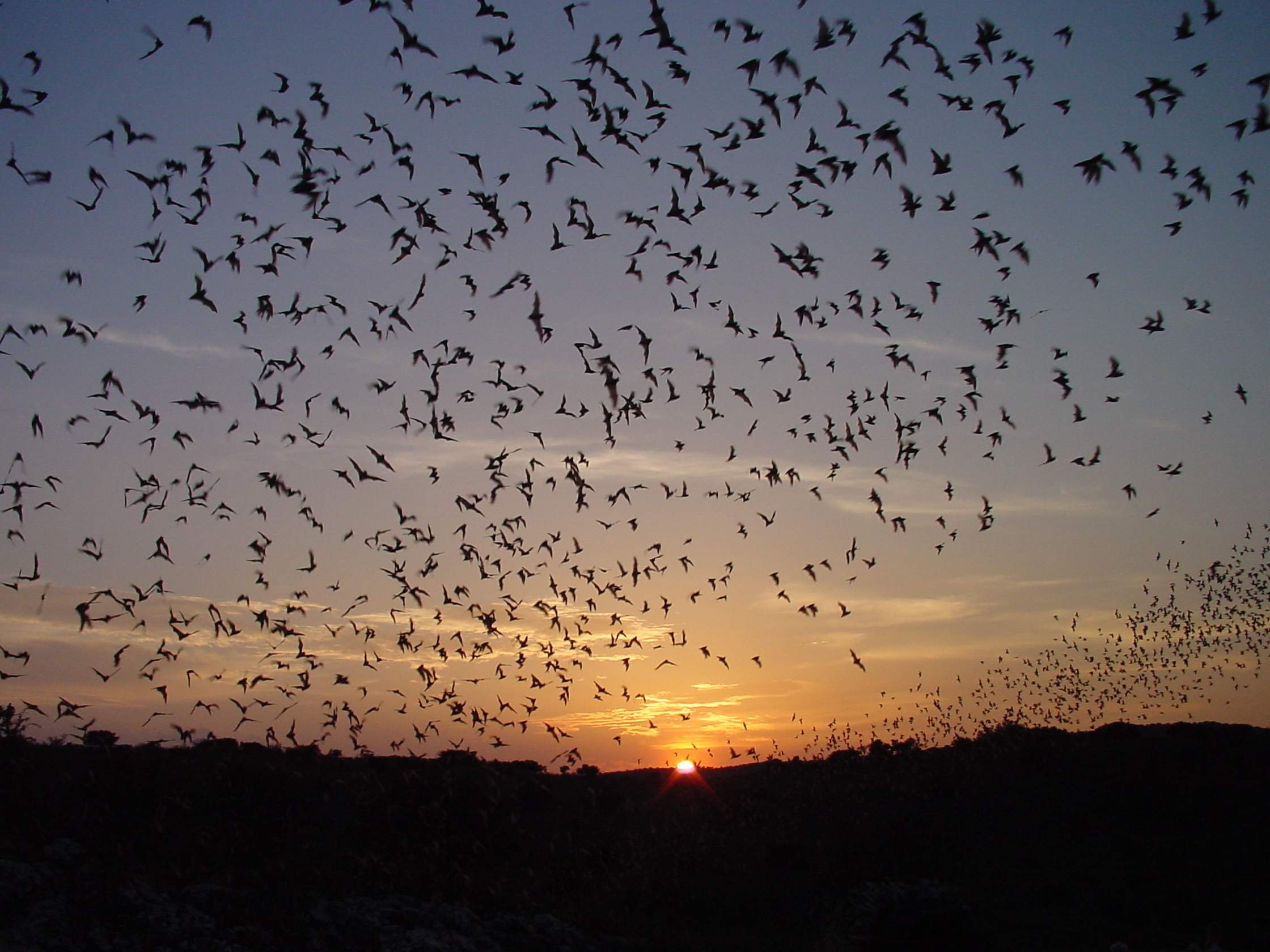 Visitors seated at the Carlsbad Caverns bat flight amphitheater near dusk, facing the natural entrance opening with desert sky fading to twilight, realistic photography