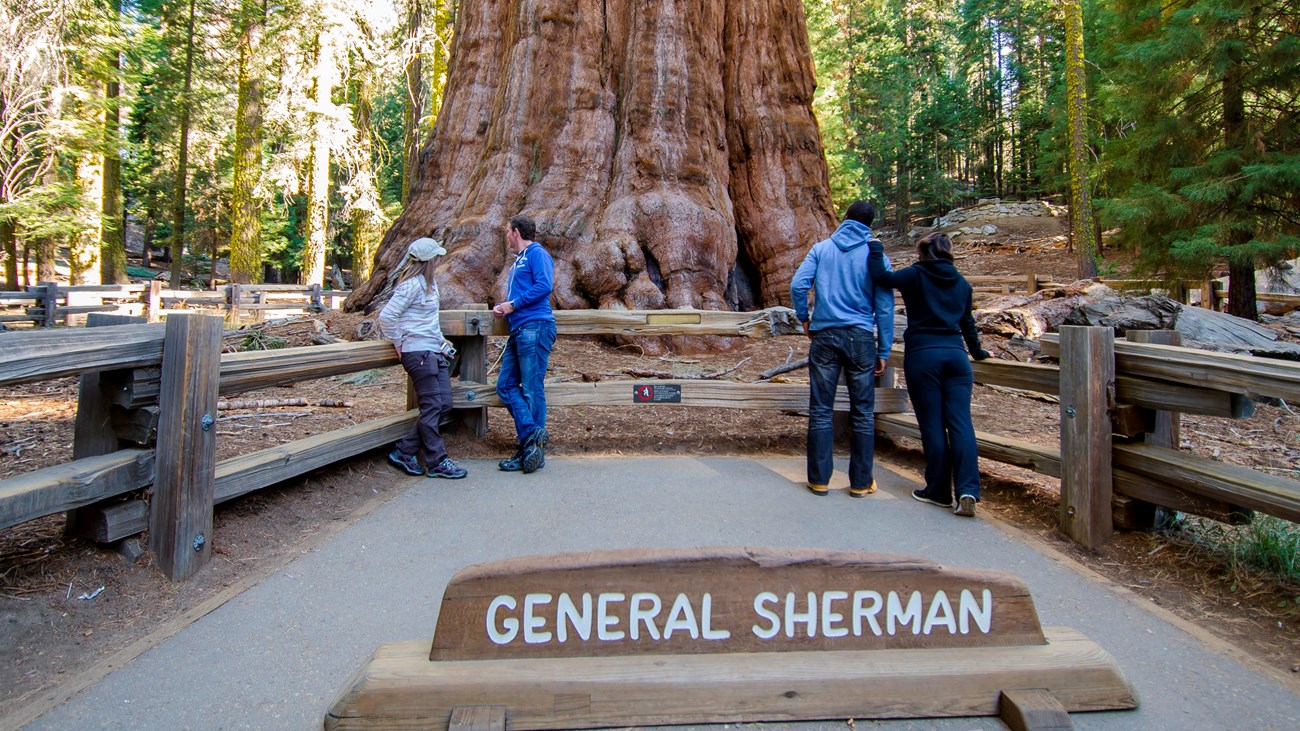 Visitors standing on a wooden walkway looking up at the massive trunk of the General Sherman Tree in Sequoia National Park, realistic travel photograph